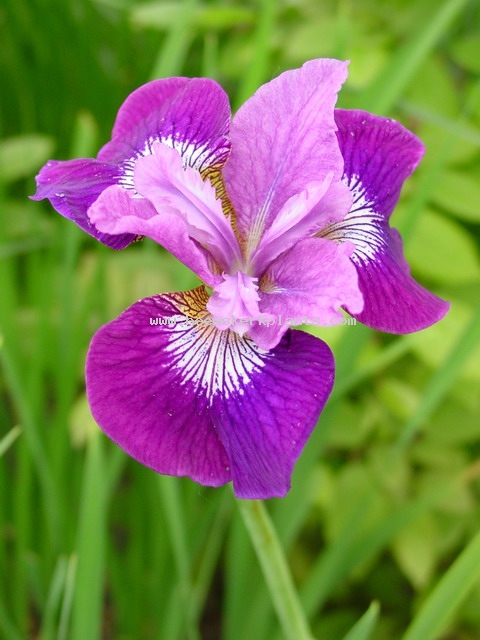 Iris - sibirica Lady Vanessa